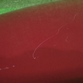37