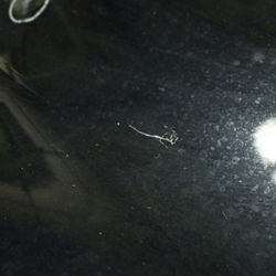 YP12030(0500000209900)