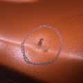 37